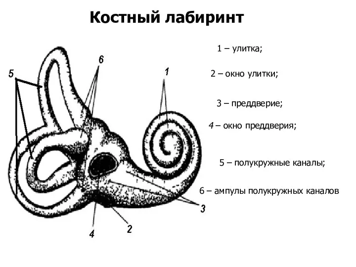 Костный лабиринт 1 – улитка; 2 – окно улитки; 3