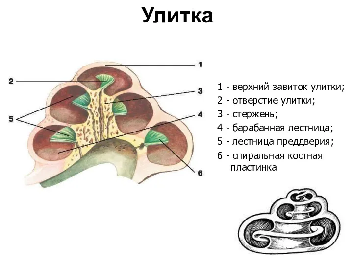 Улитка 1 - верхний завиток улитки; 2 - отверстие улитки;