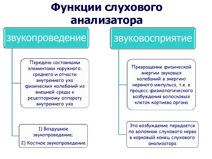 Функции слухового анализатора