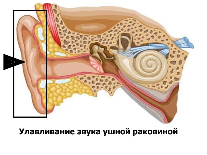 Улавливание звука ушной раковиной