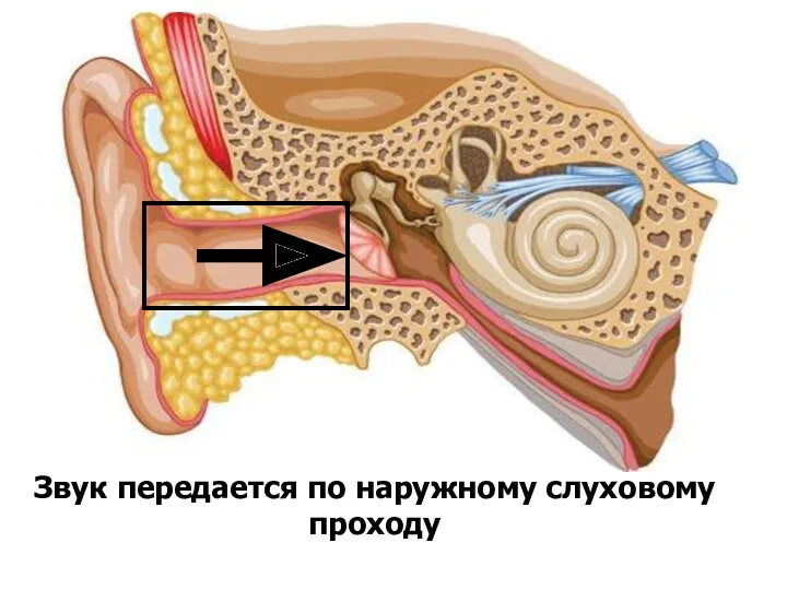 Звук передается по наружному слуховому проходу