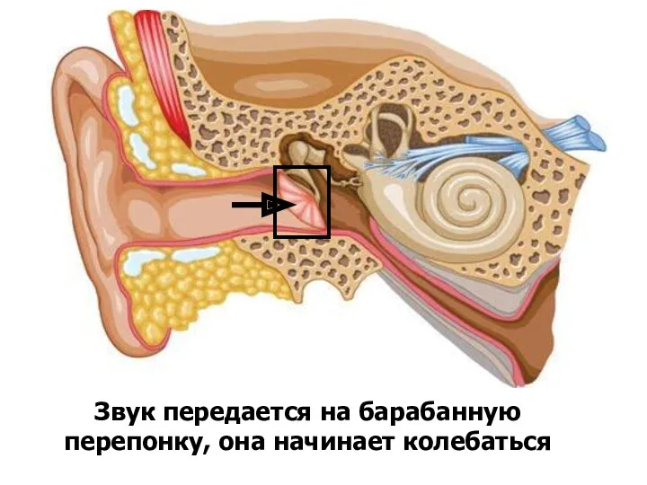 Звук передается на барабанную перепонку, она начинает колебаться