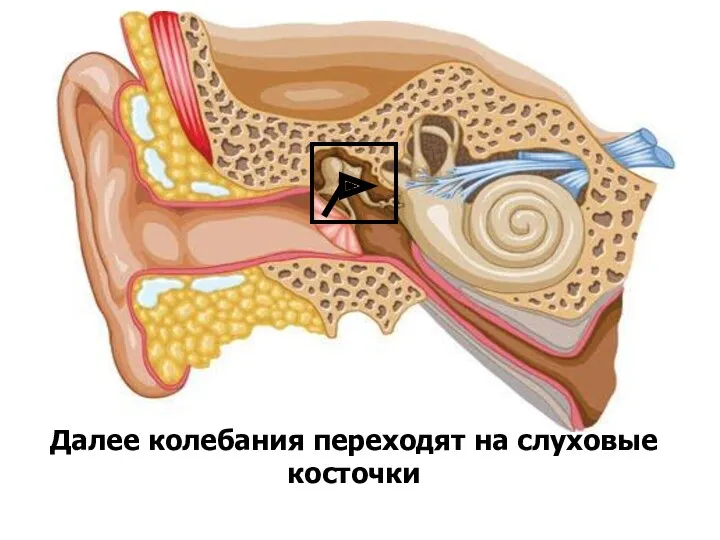 Далее колебания переходят на слуховые косточки