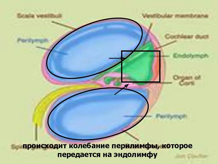 происходит колебание перилимфы, которое передается на эндолимфу