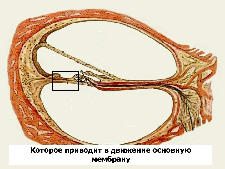 Которое приводит в движение основную мембрану