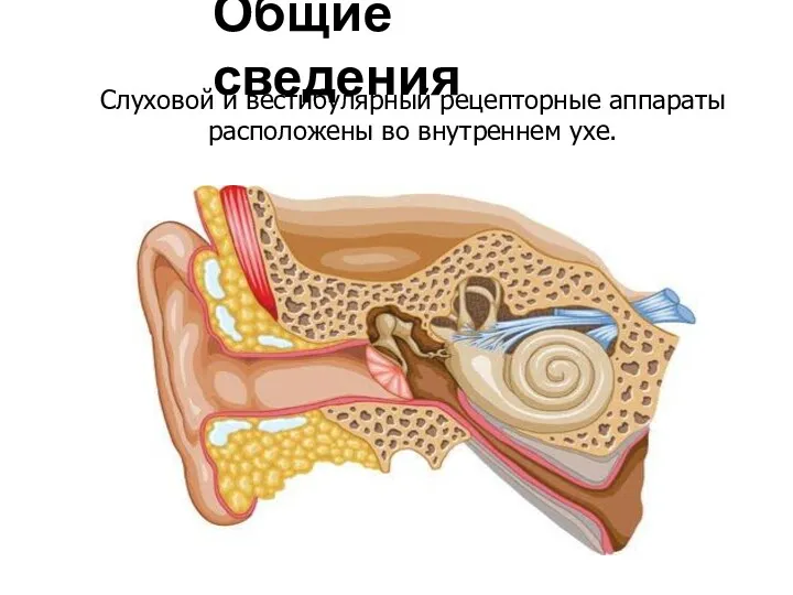 Слуховой и вестибулярный рецепторные аппараты расположены во внутреннем ухе. Общие сведения