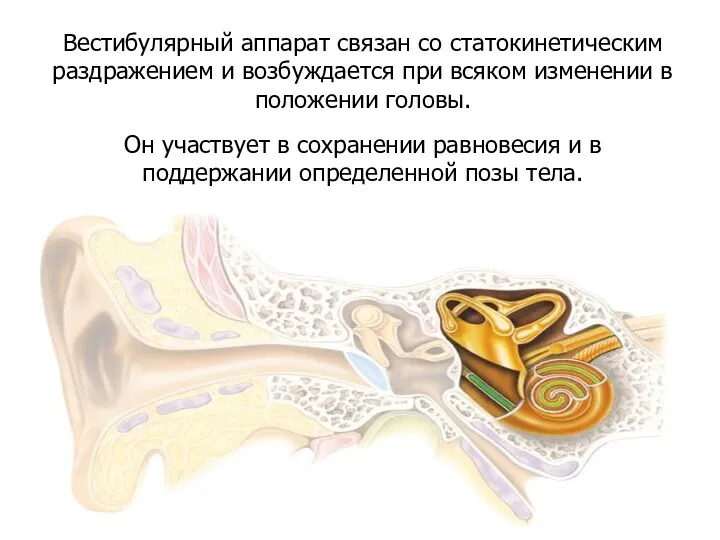 Он участвует в сохранении равновесия и в поддержании определенной позы