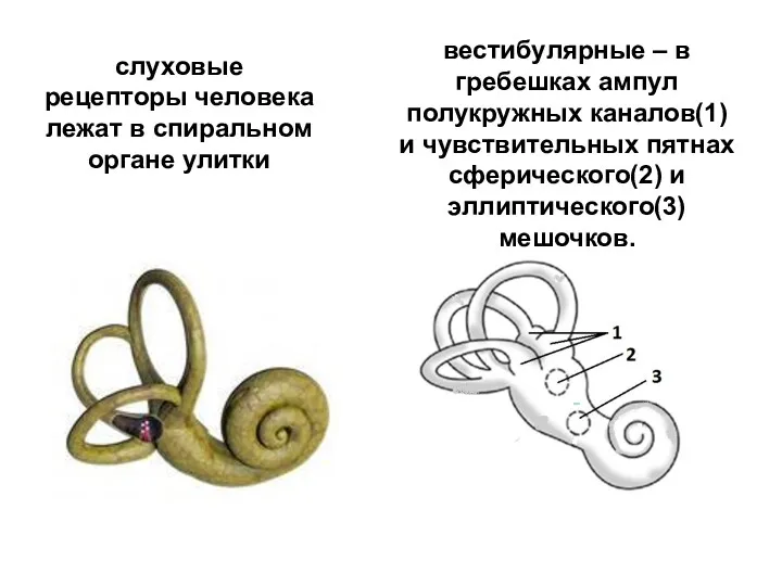 слуховые рецепторы человека лежат в спиральном органе улитки вестибулярные –