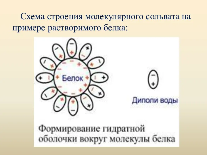 Схема строения молекулярного сольвата на примере растворимого белка: