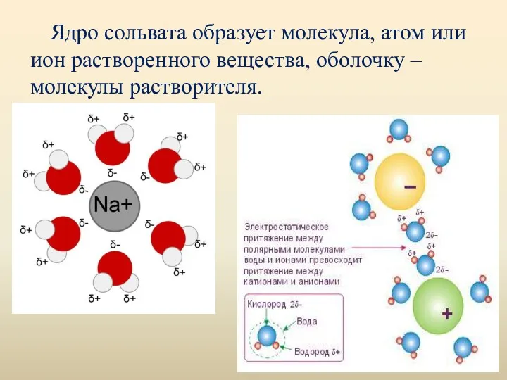 Ядро сольвата образует молекула, атом или ион растворенного вещества, оболочку – молекулы растворителя.