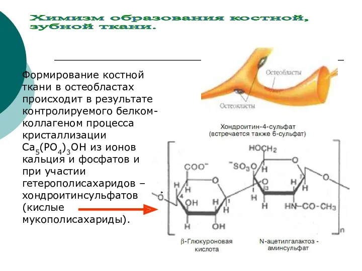 Формирование костной ткани в остеобластах происходит в результате контролируемого белком-