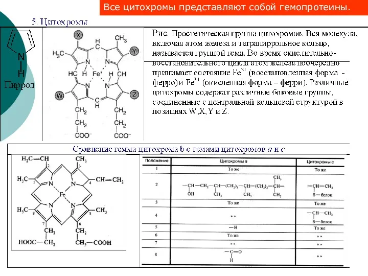 Все цитохромы представляют собой гемопротеины.