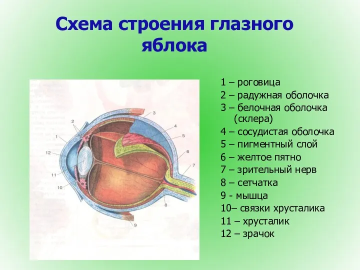 Схема строения глазного яблока 1 – роговица 2 – радужная