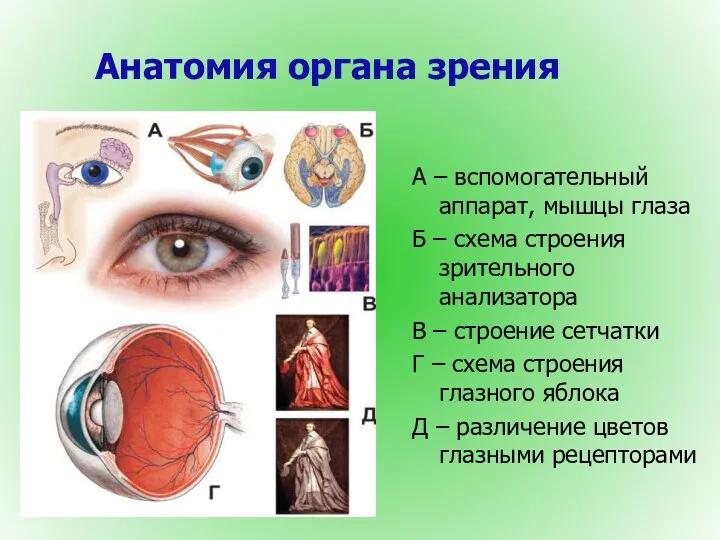 Анатомия органа зрения А – вспомогательный аппарат, мышцы глаза Б