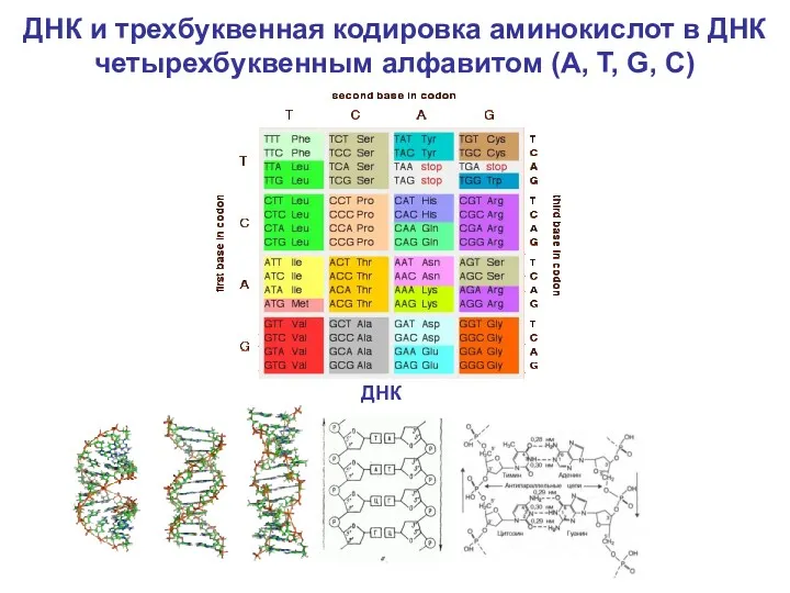 ДНК и трехбуквенная кодировка аминокислот в ДНК четырехбуквенным алфавитом (A, T, G, C) ДНК