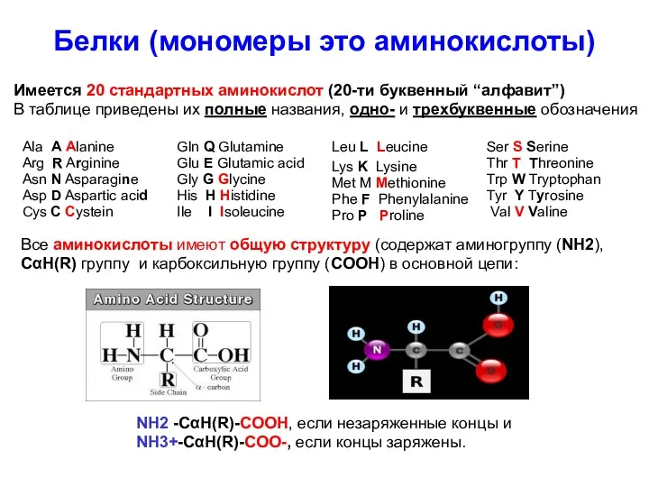 Белки (мономеры это аминокислоты) Имеется 20 стандартных аминокислот (20-ти буквенный