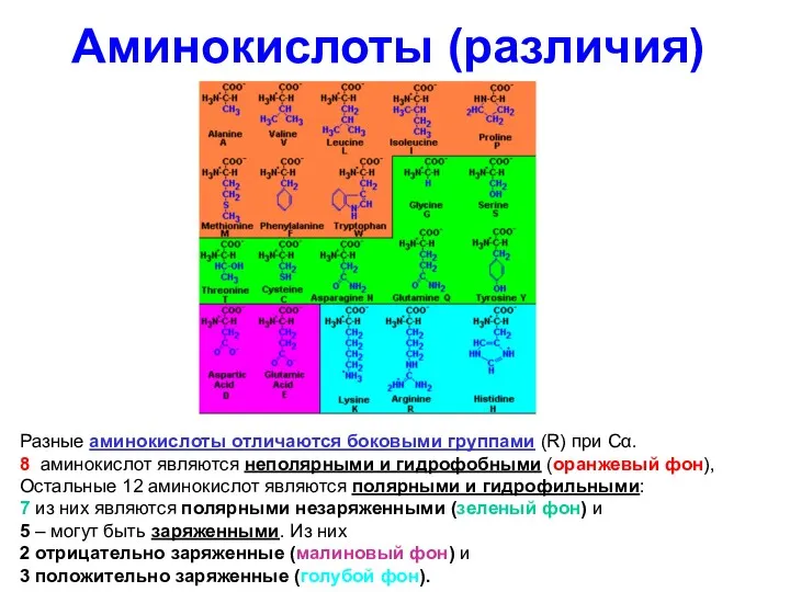 Аминокислоты (различия) Разные аминокислоты отличаются боковыми группами (R) при Сα.