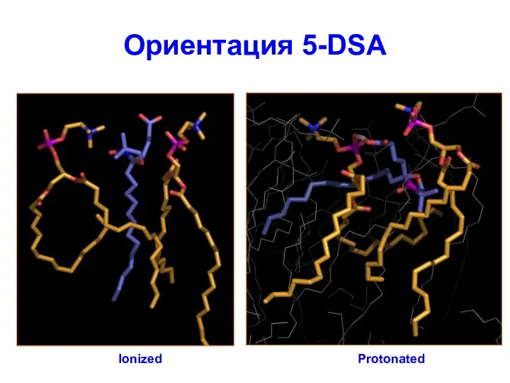 Ориентация 5-DSA Protonated Ionized