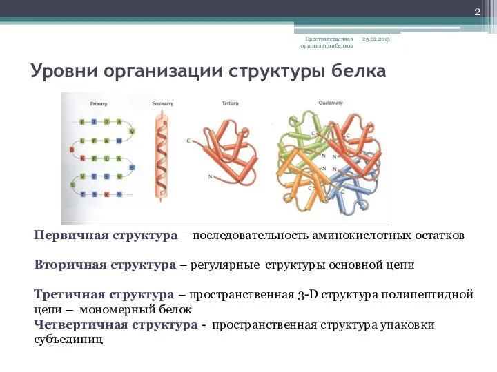 Уровни организации структуры белка 25.02.2013 Пространственная организация белков Первичная структура