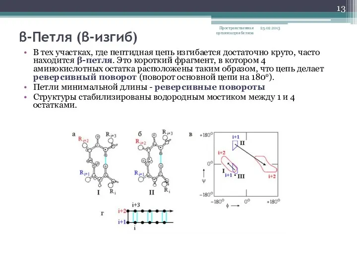 β-Петля (β-изгиб) В тех участках, где пептидная цепь изгибается достаточно круто, часто находится