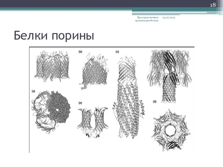 Белки порины 25.02.2013 Пространственная организация белков