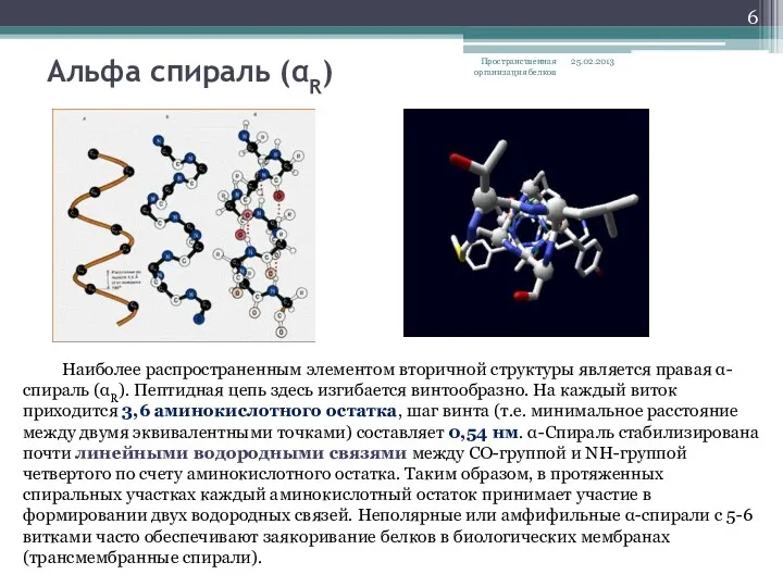 Альфа спираль (αR) 25.02.2013 Пространственная организация белков Наиболее распространенным элементом вторичной структуры является