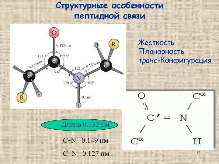 Структурные особенности пептидной связи С-N 0.149 нм С=N 0.127 нм Жесткость Планарность транс-Конфигурация