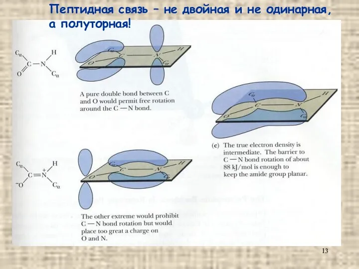 Пептидная связь – не двойная и не одинарная, а полуторная!