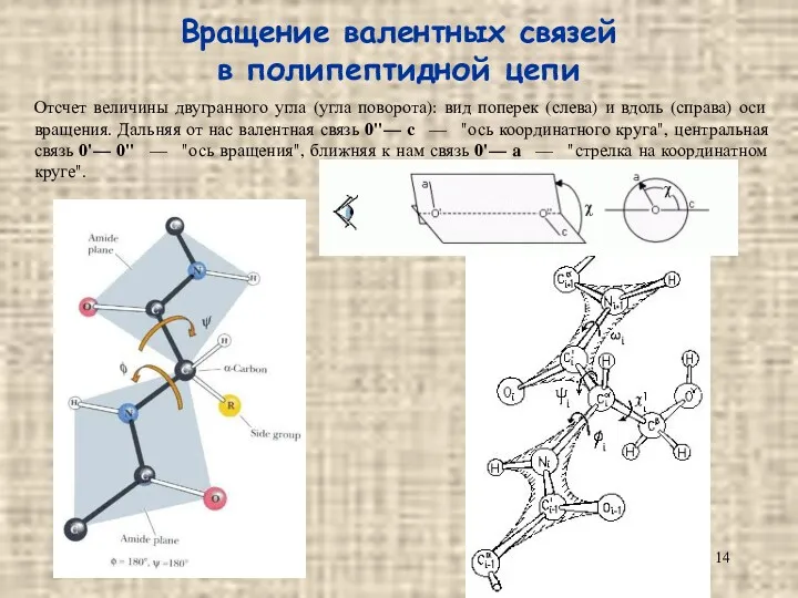 Вращение валентных связей в полипептидной цепи Отсчет величины двугранного угла