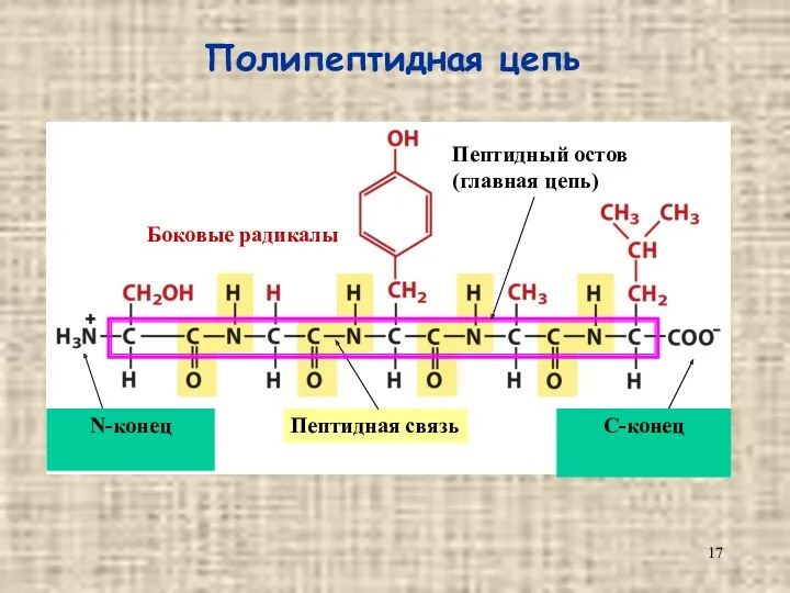 Полипептидная цепь N-конец C-конец Пептидная связь Боковые радикалы Пептидный остов (главная цепь)