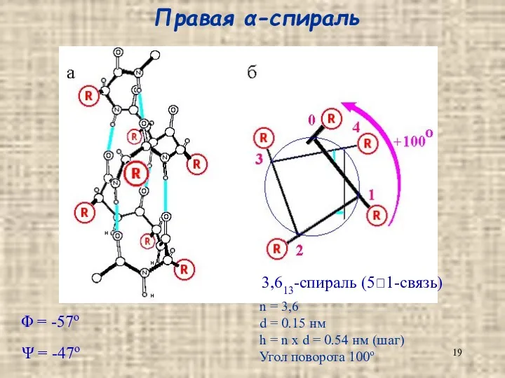 Правая α-спираль 3,613-спираль (5?1-связь) n = 3,6 d = 0.15