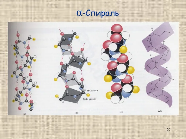 α-Спираль