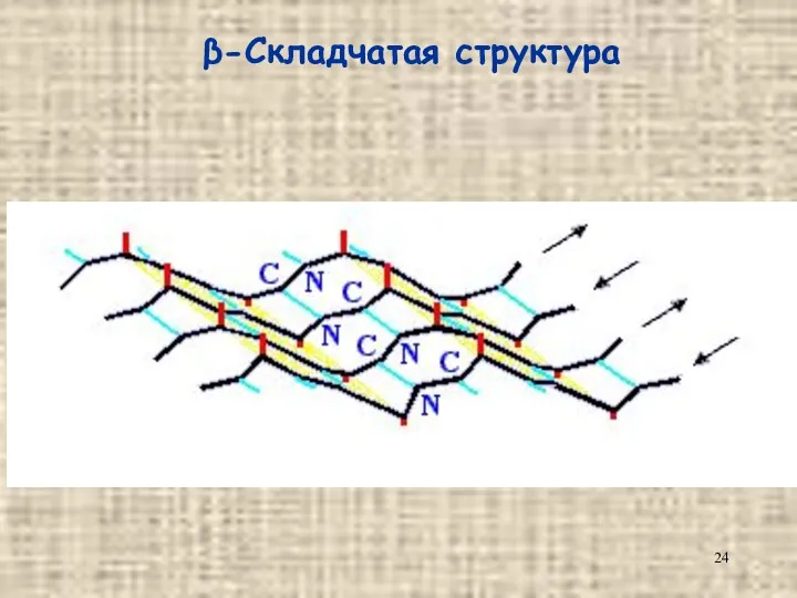 β-Складчатая структура