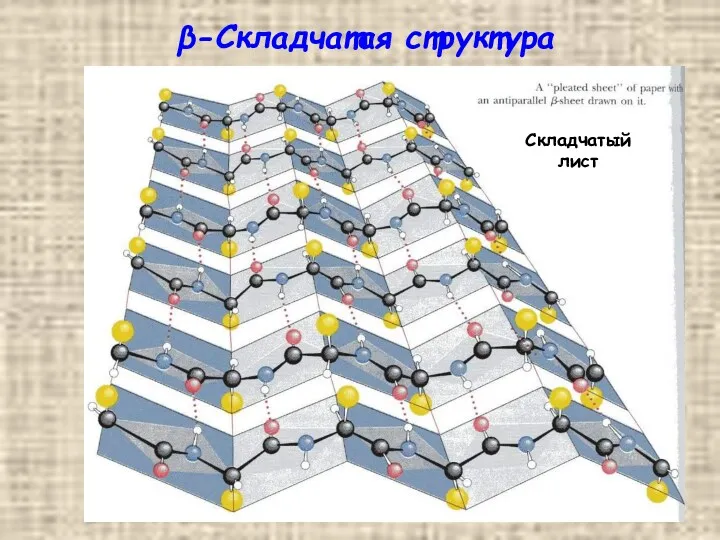 β-Складчатая структура Складчатый лист