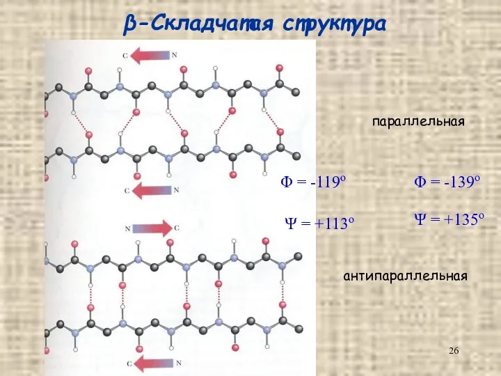 β-Складчатая структура параллельная антипараллельная