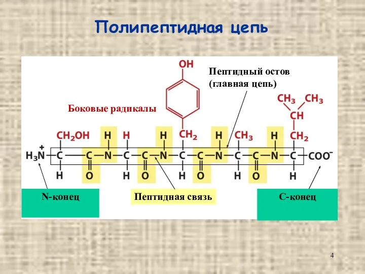 Полипептидная цепь N-конец C-конец Пептидная связь Боковые радикалы Пептидный остов (главная цепь)