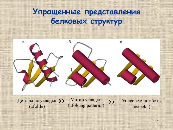 Упрощенные представления белковых структур Детальная укладка («fold») Мотив укладки («folding pattern») Упаковка: штабель («stack») ›› ››