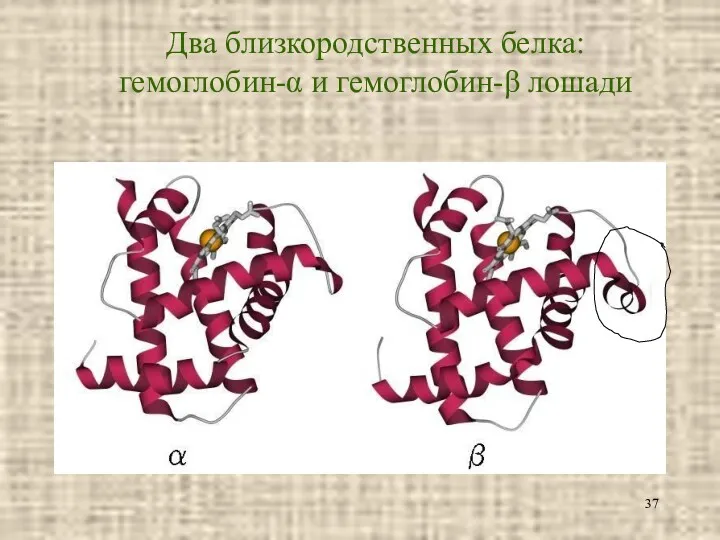 Два близкородственных белка: гемоглобин-α и гемоглобин-β лошади