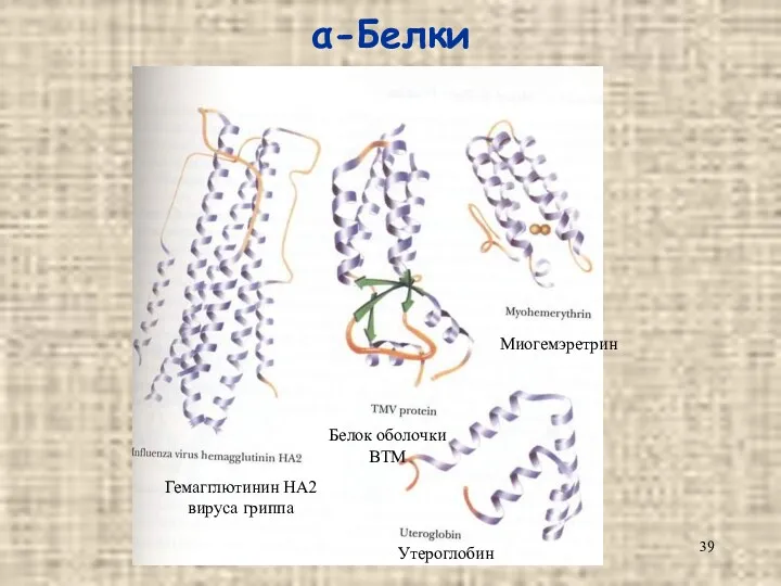 α-Белки Гемагглютинин HA2 вируса гриппа Белок оболочки ВТМ Миогемэретрин Утероглобин