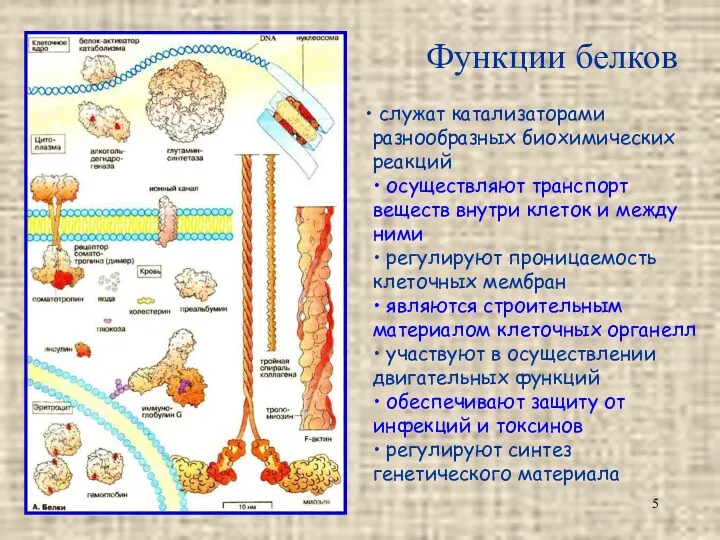 Функции белков служат катализаторами разнообразных биохимических реакций • осуществляют транспорт