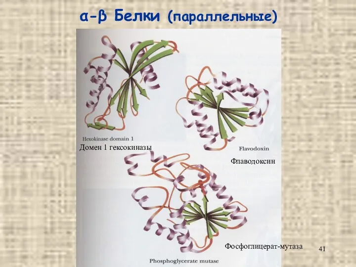 α-β Белки (параллельные) Домен 1 гексокиназы Флаводоксин Фосфоглицерат-мутаза