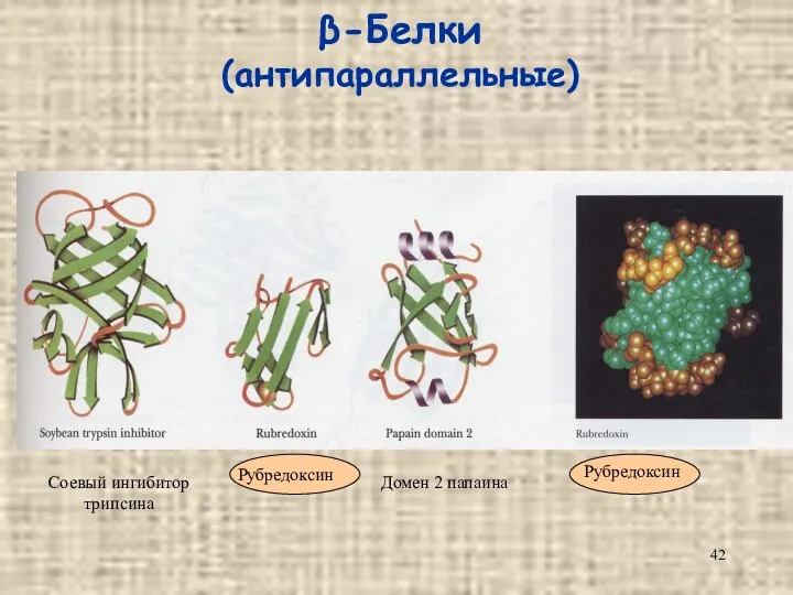 β-Белки (антипараллельные) Соевый ингибитор трипсина Рубредоксин Домен 2 папаина Рубредоксин