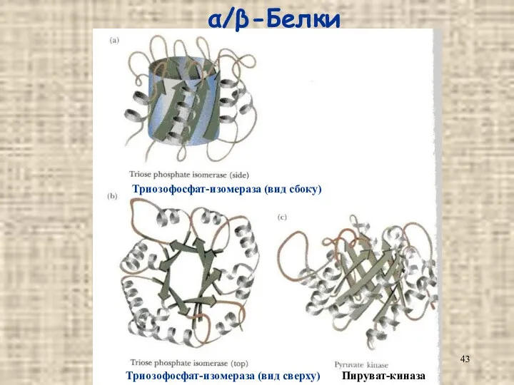 α/β-Белки Триозофосфат-изомераза (вид сбоку) Пируват-киназа Триозофосфат-изомераза (вид сверху)