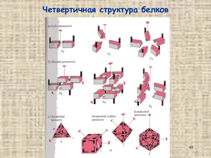 Четвертичная структура белков