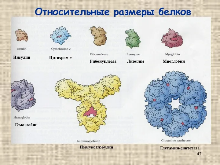 Относительные размеры белков Инсулин Глутамин-синтетаза Иммуноглобулин Гемоглобин Миоглобин Лизоцим Рибонуклеаза Цитохром с