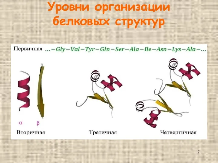 Уровни организации белковых структур