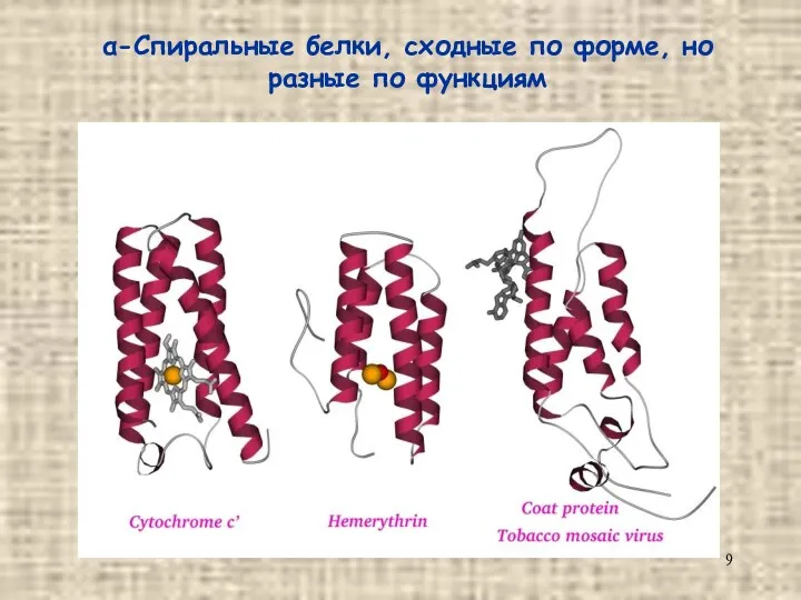 α-Спиральные белки, сходные по форме, но разные по функциям