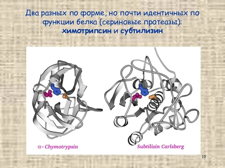 Два разных по форме, но почти идентичных по функции белка (сериновые протеазы): химотрипсин и субтилизин