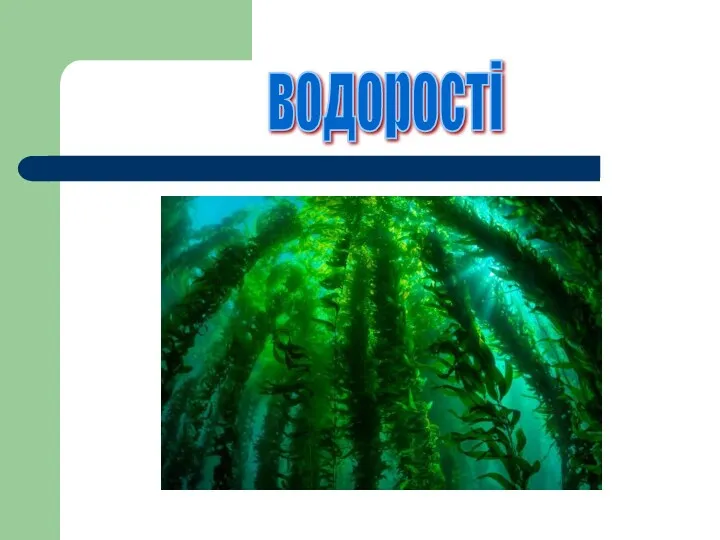 водорості