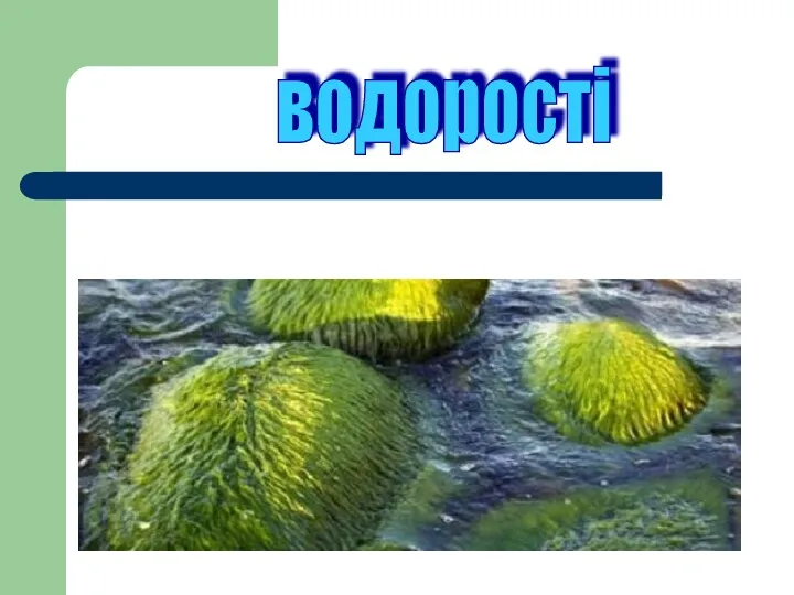 водорості